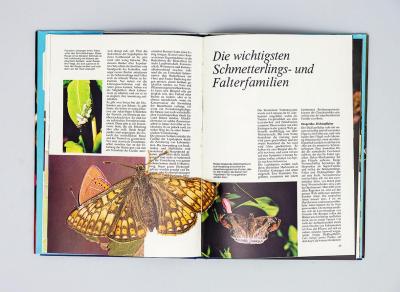 untitled (butterflies), collage in book (pop up/assisted readymade)