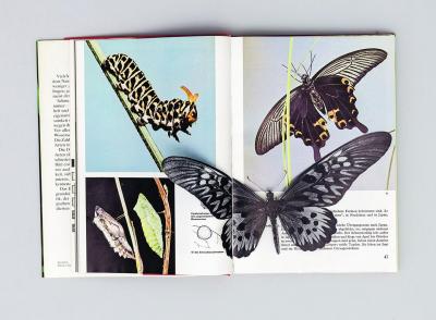 untitled (butterflies), collage in book (pop up/assisted readymade)