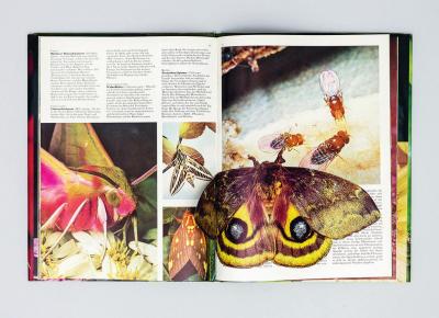 untitled (butterflies), collage in book (pop up/assisted readymade)