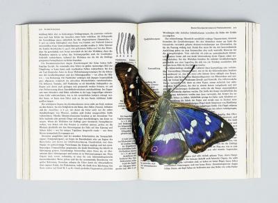 untitled (butterflies), collage in book (pop up/assisted readymade)