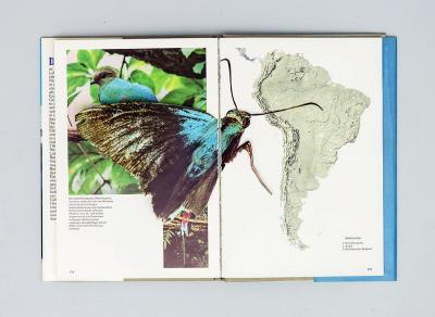 untitled (butterflies), collage in book (pop up/assisted readymade)