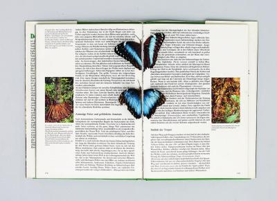 untitled (butterflies), collage in book (pop up/assisted readymade)