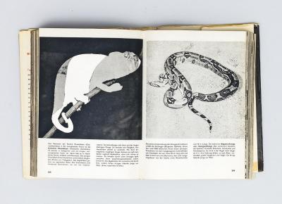 Michalis Pichler, untitled (chamaeleons), collage in book