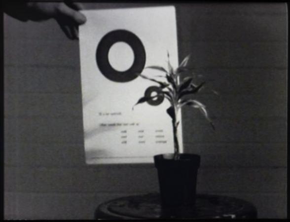 John Baldessari, Teaching a Plant, 1972