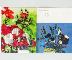 Michalis Pichler, FLORIBUNDAROSEN (Leipzig: Lubok Verlag, 2014).